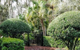 Medscapes Landscaping Tampa FL