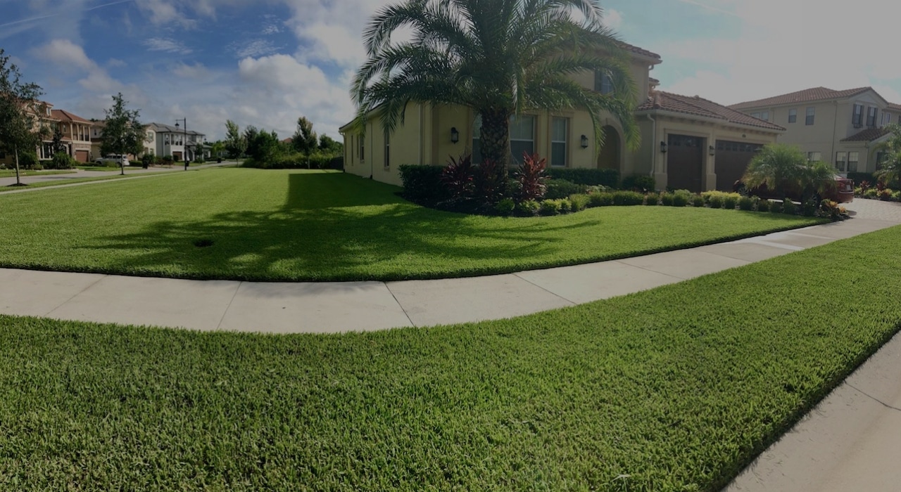 Tampa landscaping services with trimmed plants and mulch