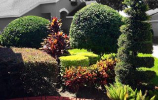 Medscapes Tampa Bay Landscaping
