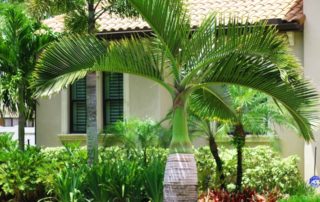 Medscapes Tampa Landscaping Design