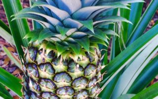 Medscapes Tampa Bay Landscaper