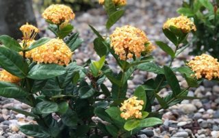 Xeriscaping Landscaper Tampa FL