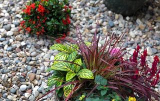 Xeriscaping Landscaping Companies Tampa FL