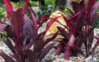 Xeriscaping Landscaping Services Tampa