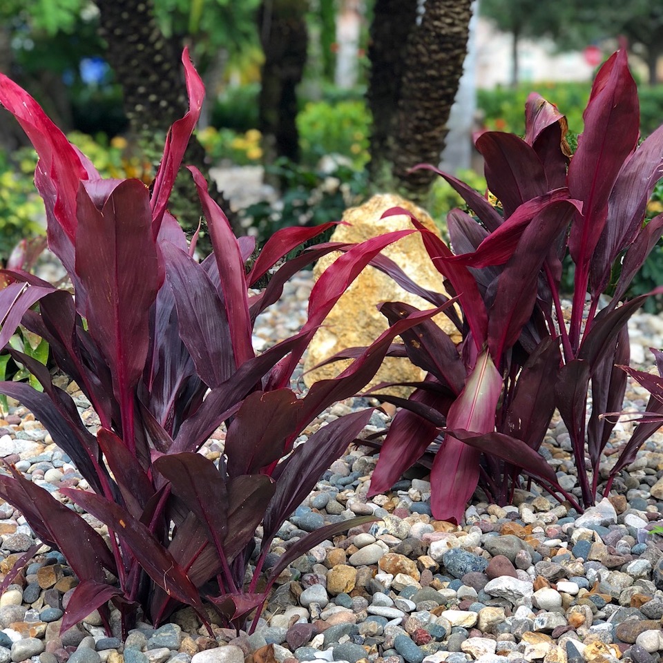 Xeriscaping Landscaping Services Tampa