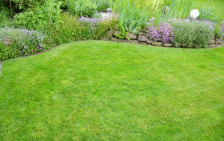 Commercial landscape design with palms and trimmed shrubs