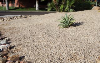 Xeriscaping Tampa