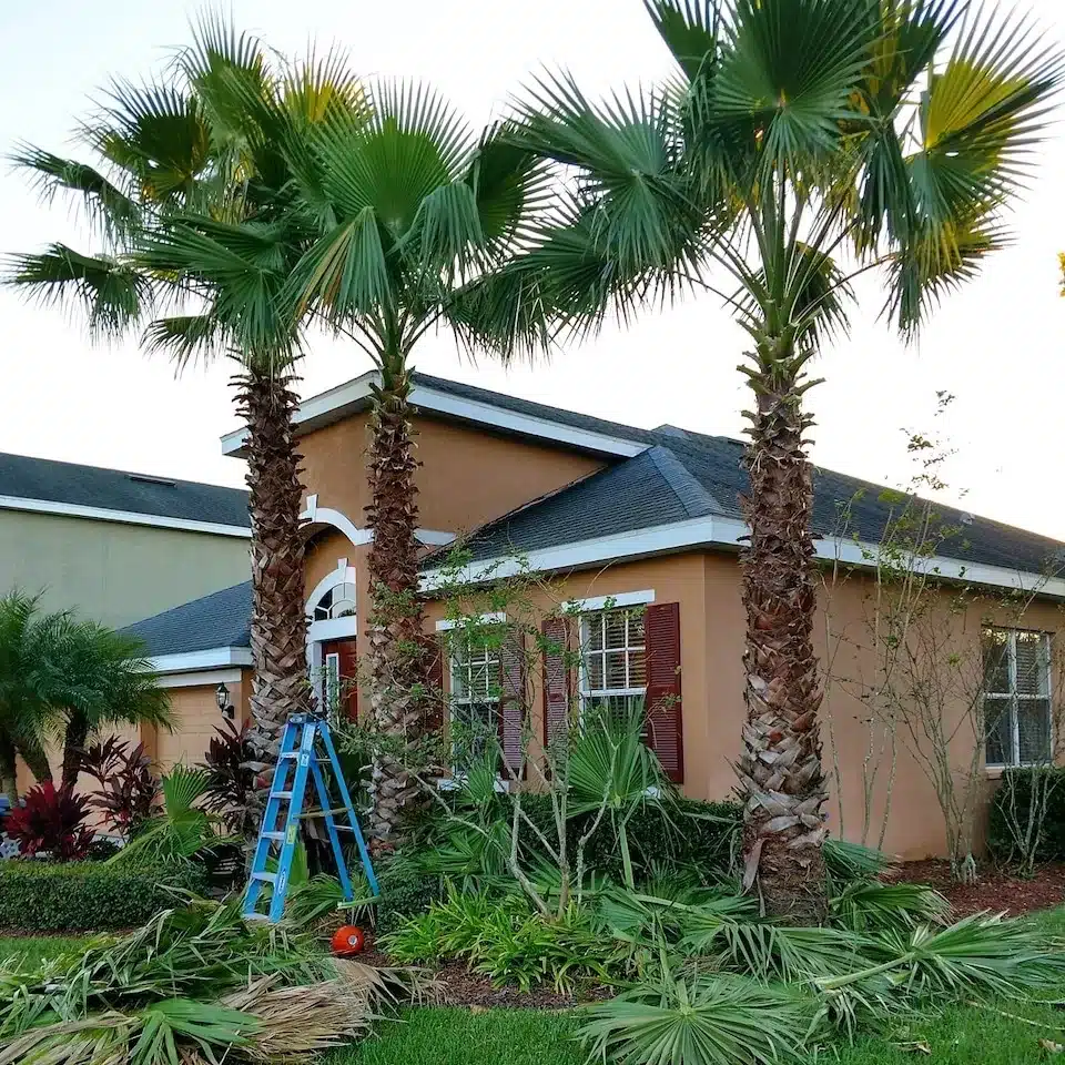Palm trimming in progress with a ladder beside a two-story home