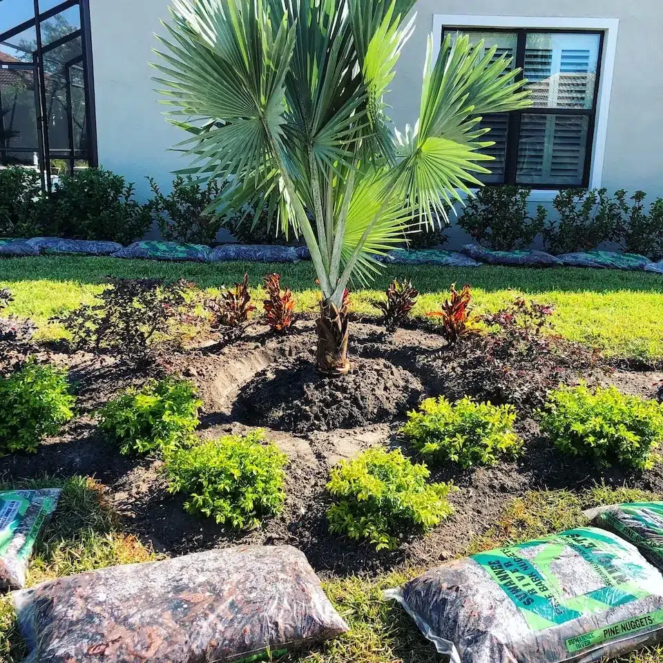 New bed with a Bismarck palm, young shrubs and boulders during a Medscapes installation