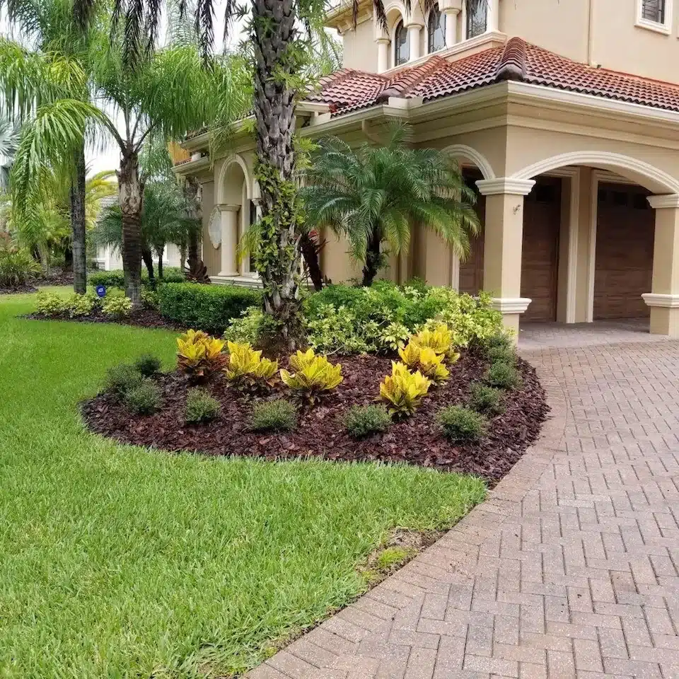 Paver driveway bordered by yellow crotons and palms in a mulch bed