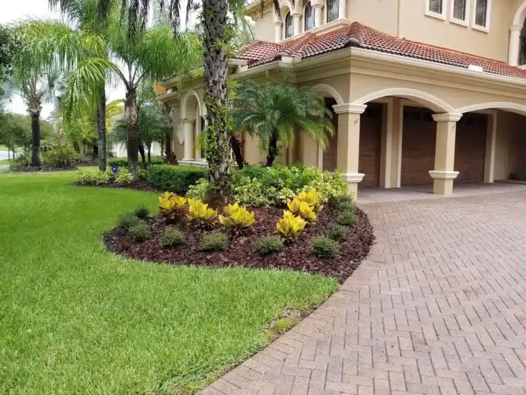 Mulch bed with yellow crotons and palms beside a paver driveway