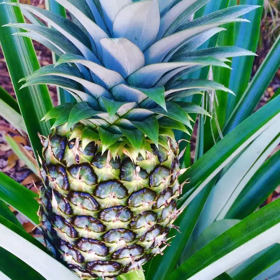 Pineapple plant fruiting in a home garden