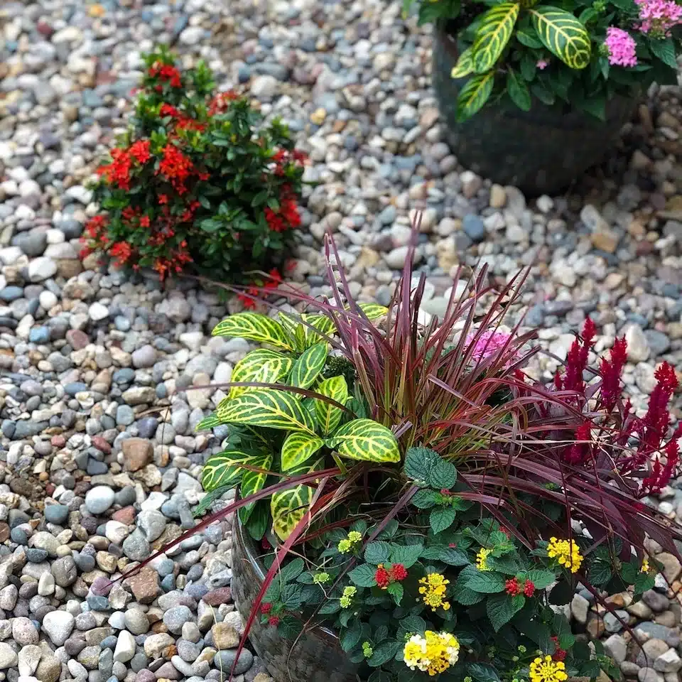 Pea-gravel bed with ixora, crotons and red cordylines