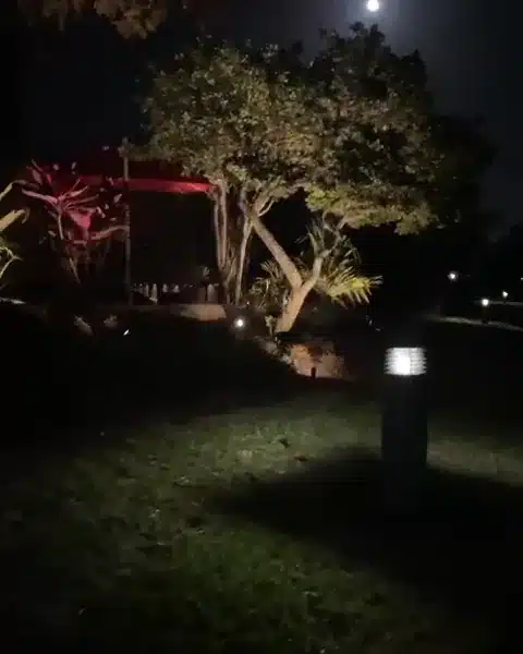 A short bollard light casting a pool of light on the lawn at night, with an uplit tree and red ti plants behind