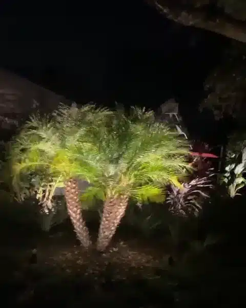 A clumping palm lit from below at night, its fronds bright green above dark beds and red ti plants