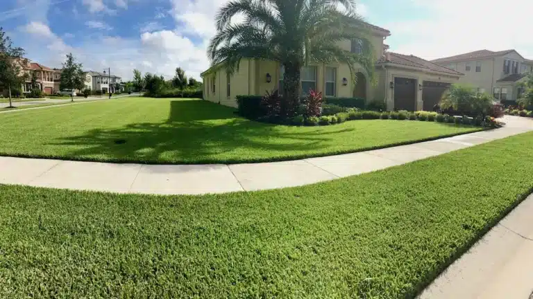 A wide green lawn curving around a corner house with a palm, clipped shrubs and a sidewalk through the grass