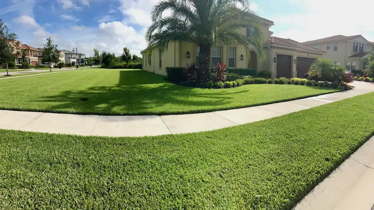 A wide green lawn curving around a corner house with a palm, clipped shrubs and a sidewalk through the grass