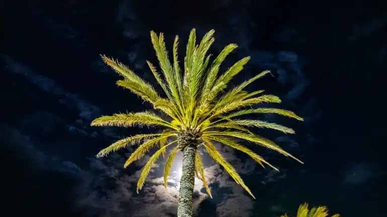 A tall palm lit from below at night, its fronds glowing against a dark, cloudy sky