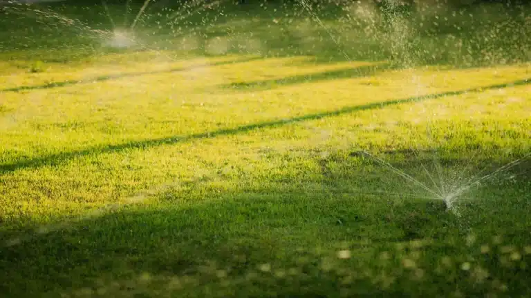 Pop-up spray heads watering a green lawn in low evening sun