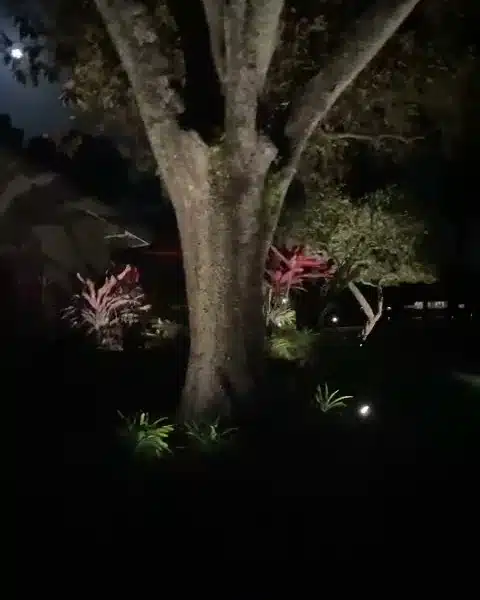 A broad tree trunk lit from below at night, with red ti plants and a small glowing fixture in the bed beside it